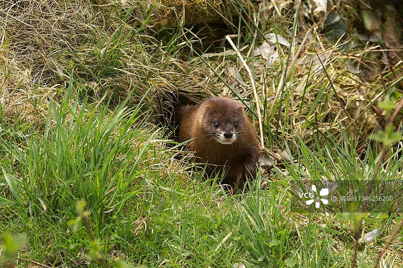欧洲水貂（Mustela lutreola）图片素材