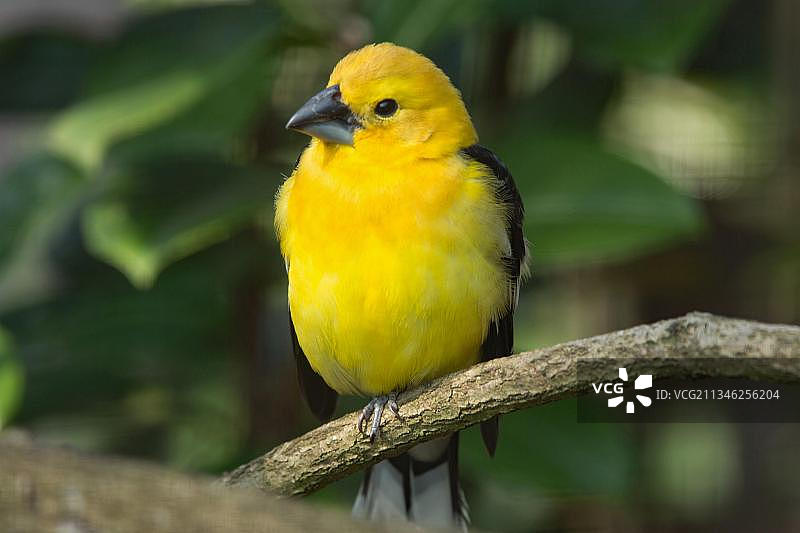 黄腹盐雀图片素材