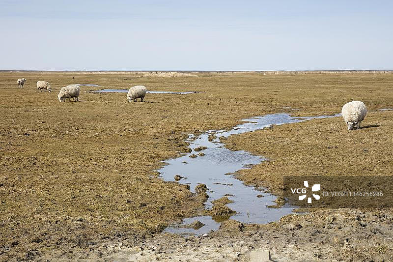 德国石勒苏益格-荷尔斯泰因州霍格岛上的绵羊图片素材