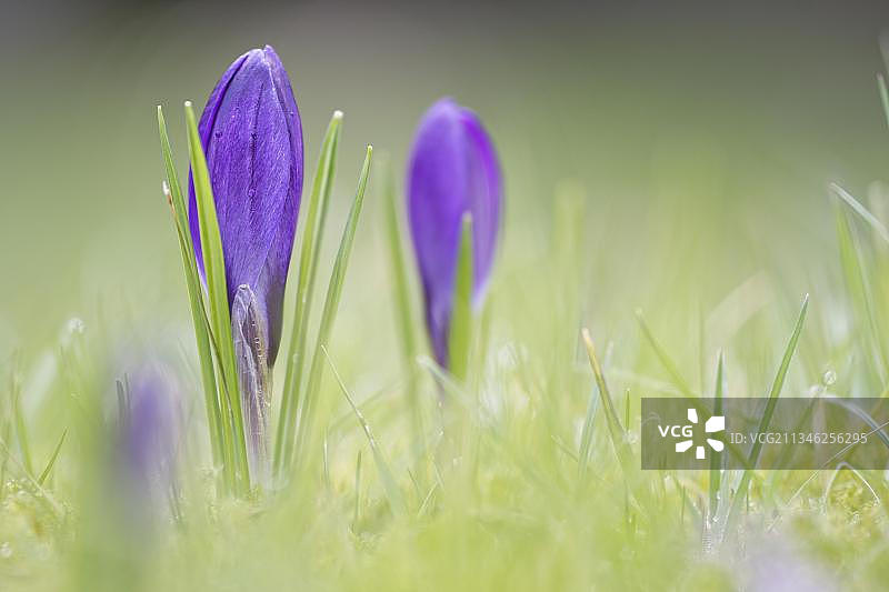 番红花图片素材