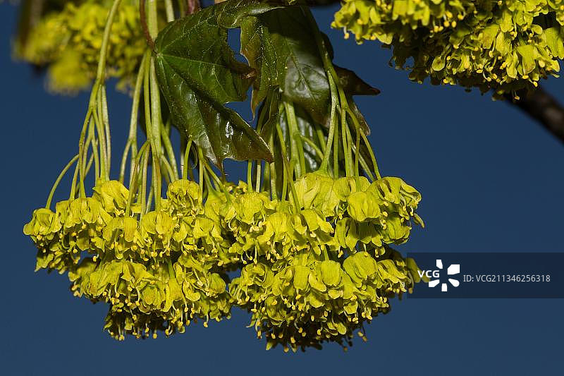 阔叶椴树图片素材