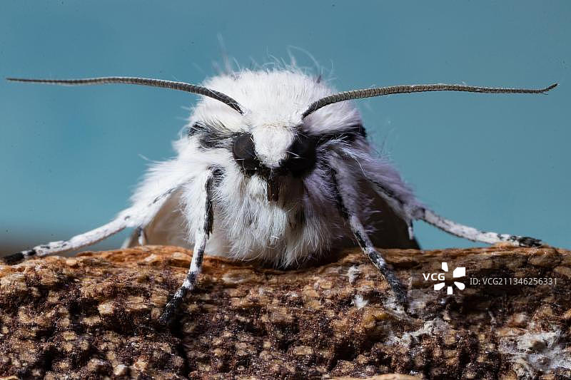 兔毛毡苔蛾图片素材