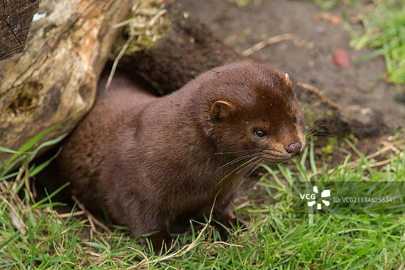 美洲水貂图片素材