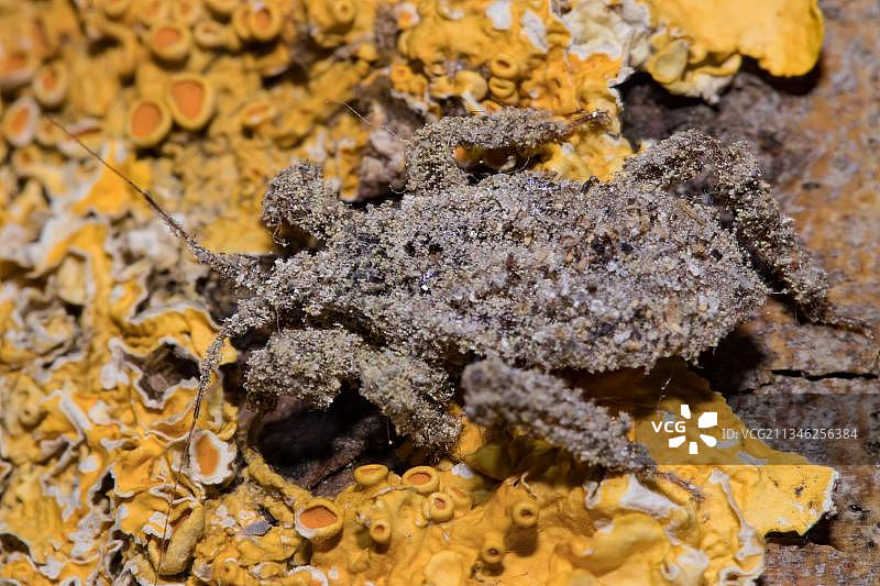 戴面具的猎人（Reduvius personatus）图片素材