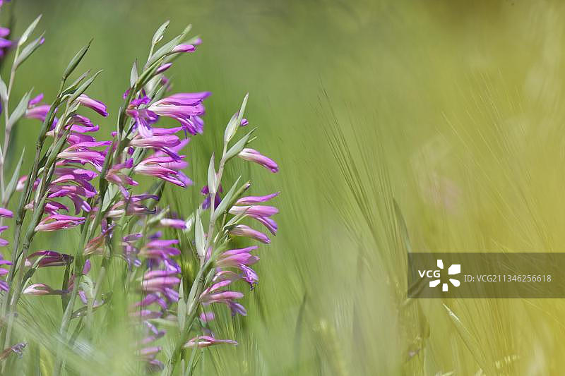 葡萄牙野生剑兰图片素材