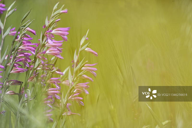 葡萄牙野生剑兰图片素材