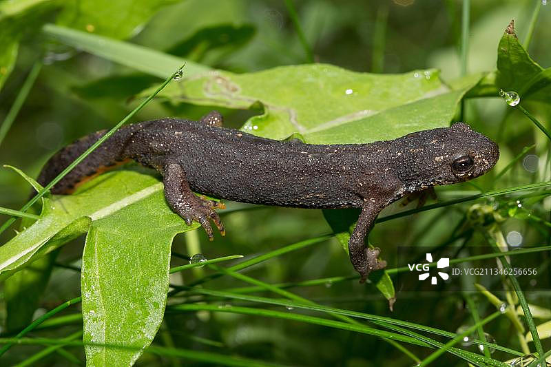 高山蝾螈图片素材