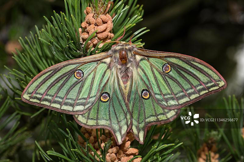 西班牙月亮蛾（Graellsia isabellae）图片素材
