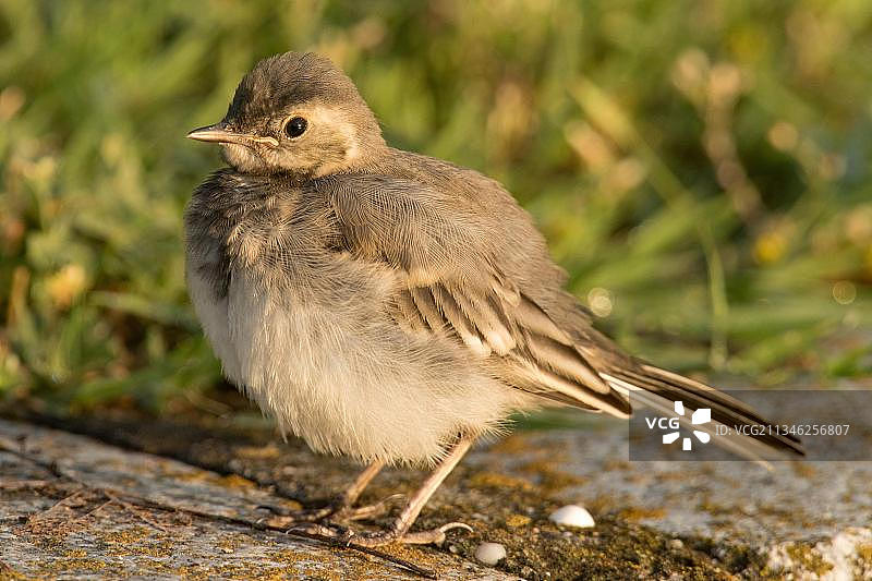 白鹡鸰（Motacilla alba）图片素材
