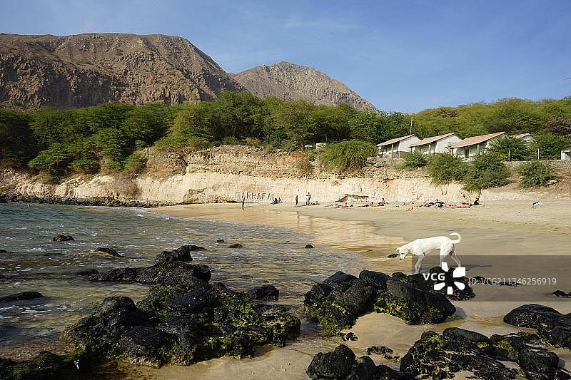 非洲佛得角圣地亚哥岛塔拉法尔海滩上的白狗图片素材