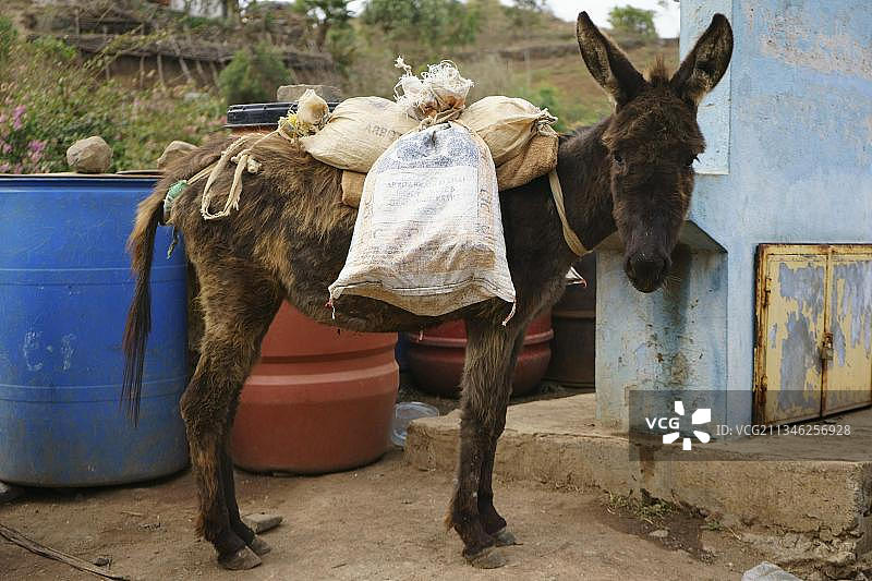 佛得角圣地亚哥岛山区骡子在水坑边图片素材