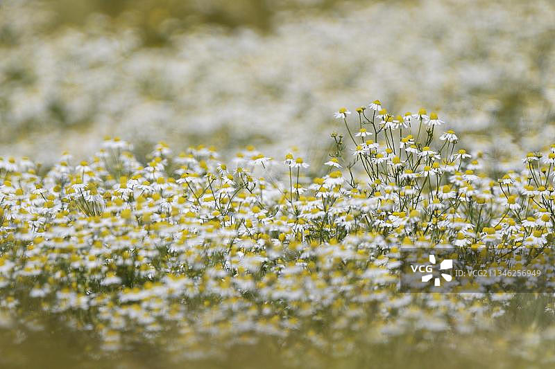 德国北莱茵-威斯特法伦的德国洋甘菊图片素材