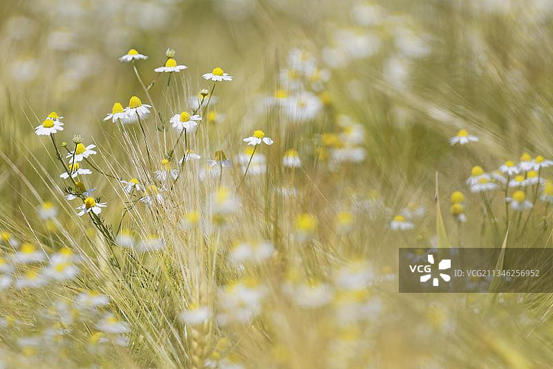 德国北莱茵-威斯特法伦的德国洋甘菊图片素材