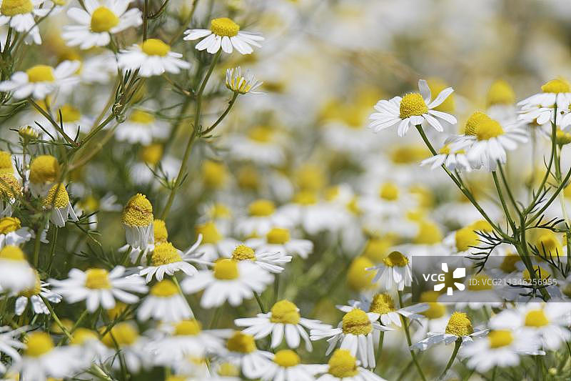 德国北莱茵-威斯特法伦的德国洋甘菊图片素材