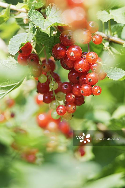 红醋栗（Ribes rubrum）的果实图片素材