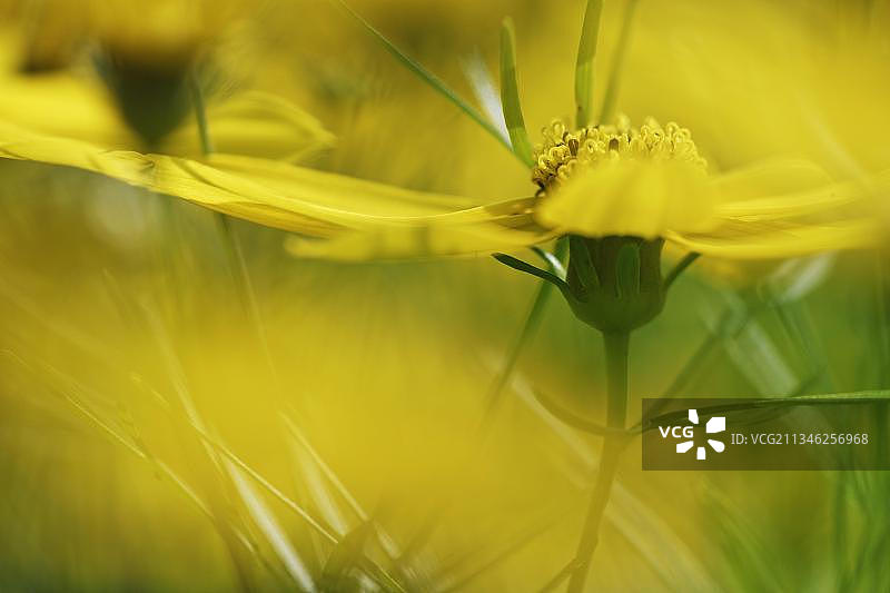 金鸡菊种子图片素材