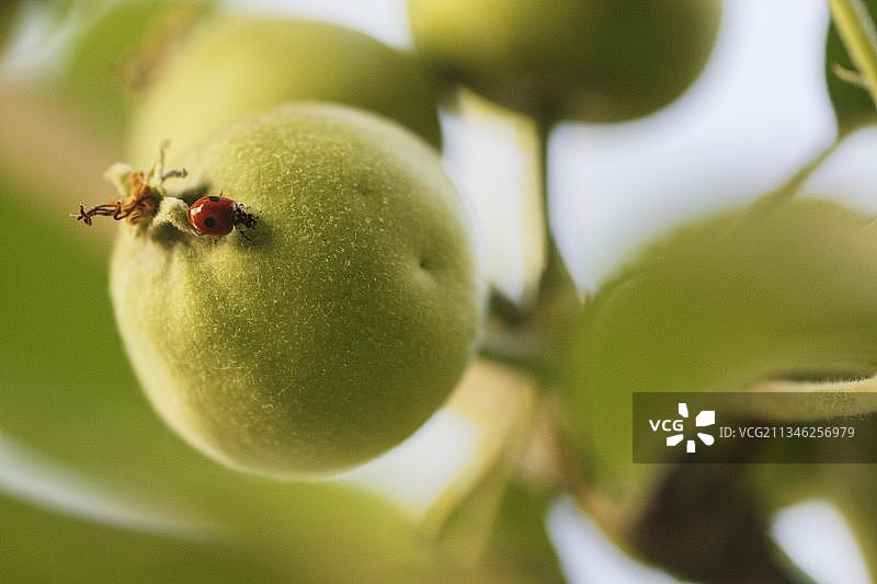 苹果树上的二星瓢虫图片素材