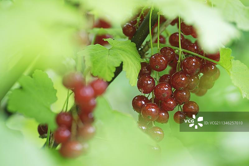 红醋栗（Ribes rubrum）的果实图片素材