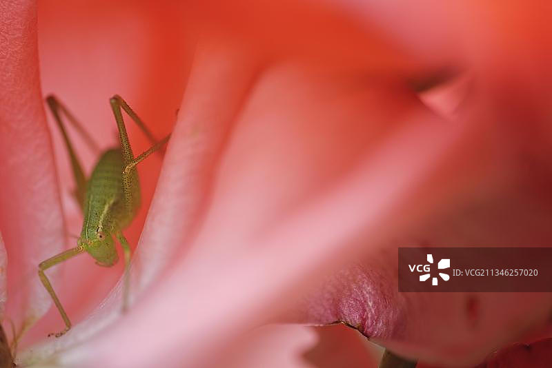 玫瑰花上的斑点灌木蟋蟀图片素材