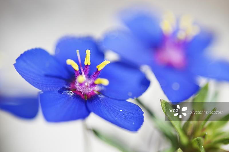 葡萄牙洛雷亚亚美尼亚晴雨玻璃图片素材