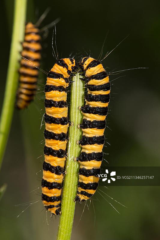 朱砂蛾毛虫图片素材