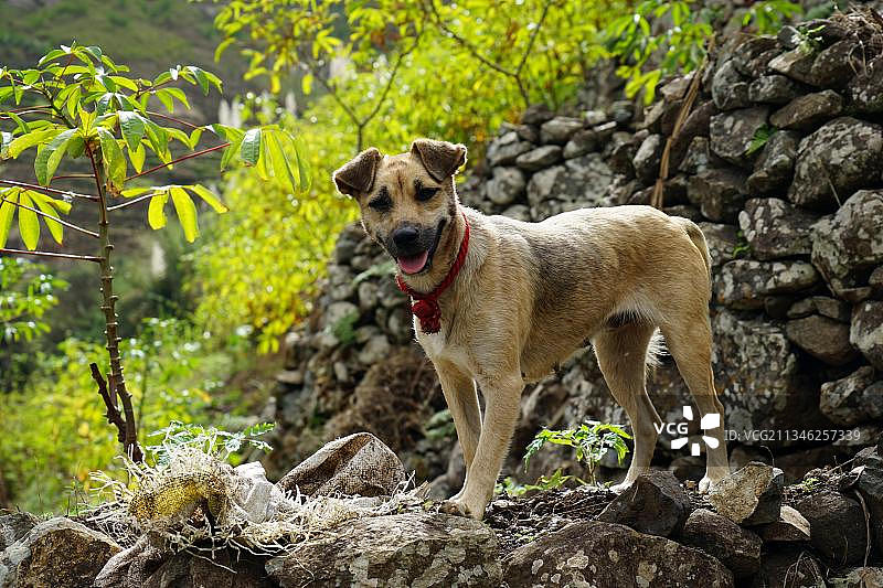 非洲佛得角圣安唐岛保罗山谷的农场梯田和狗图片素材