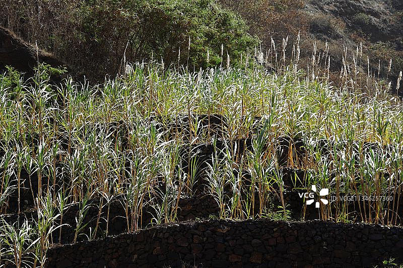 甘蔗梯田，佛得角圣安唐岛里贝拉格兰德图片素材