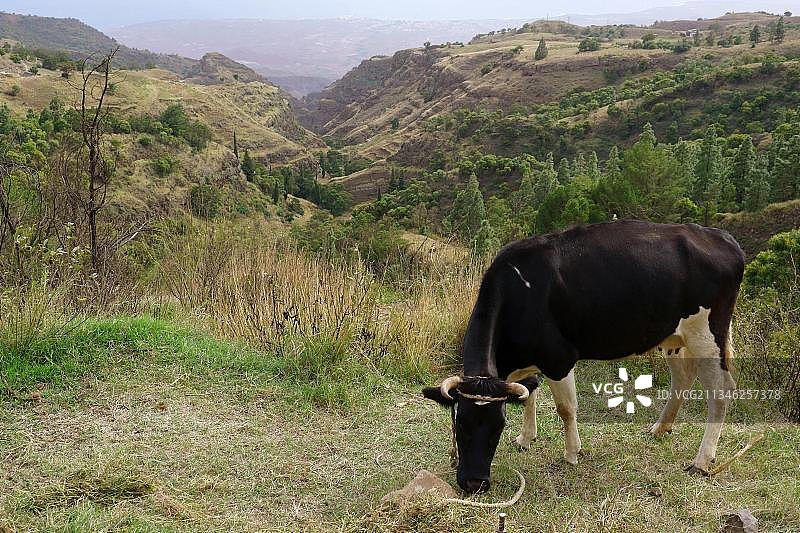 佛罗雷斯塔住宅附近的奶牛，圣安唐岛高地，佛得角图片素材