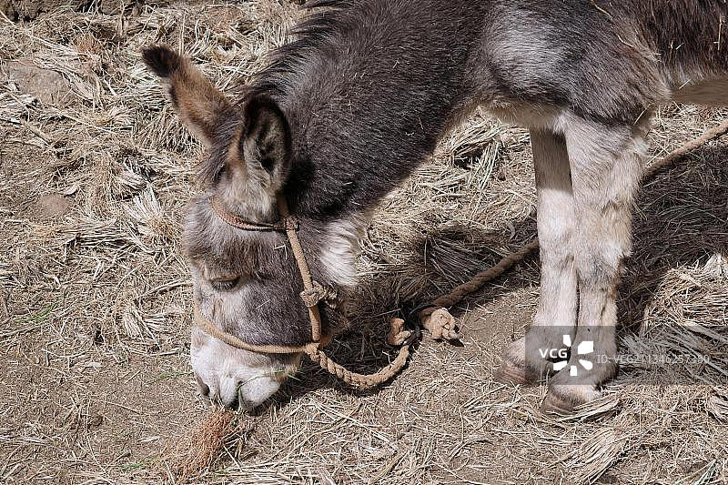 圣安唐岛高地的驴图片素材