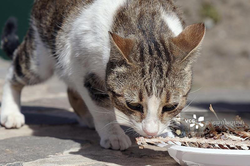 佛罗雷斯塔尔住宅附近的家猫啃食鱼骨，圣安唐岛高地，佛得角，非洲图片素材