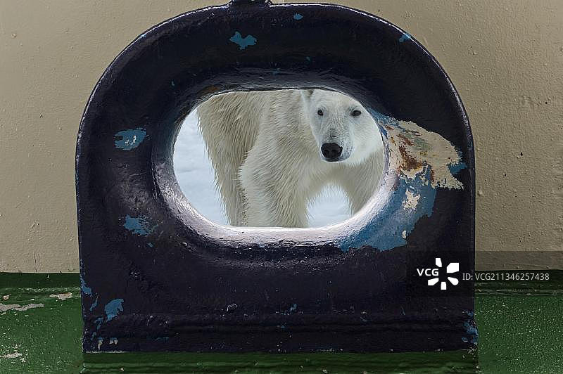 北极熊从船甲板的开口向外看，斯瓦尔巴特群岛，挪威，欧洲图片素材
