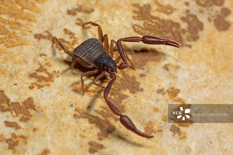 书本蝎图片素材