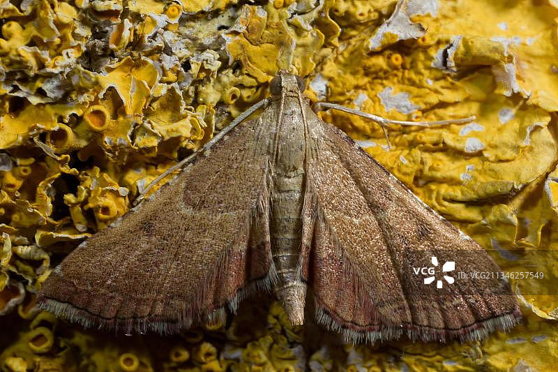 玫瑰色波纹蛾图片素材