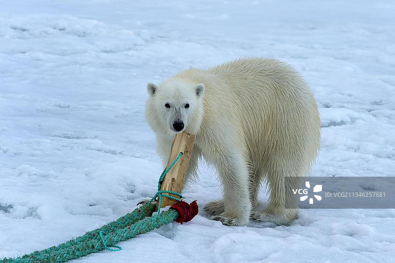 北极熊（Ursus maritimus）检查并咀嚼探险船的桅杆，斯瓦尔巴群岛，挪威，欧洲图片素材