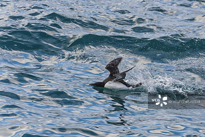 在水中鸣叫的厚嘴海鸦图片素材