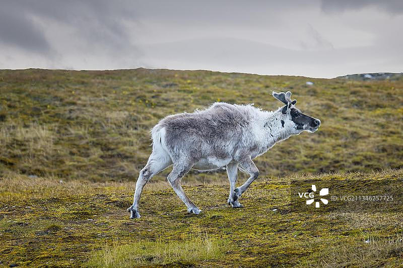 苔原上的斯瓦尔巴驯鹿，挪威斯瓦尔巴群岛图片素材