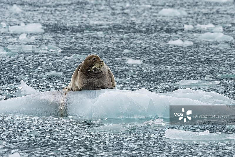 在挪威斯匹次卑尔根岛上漂浮的海豹图片素材