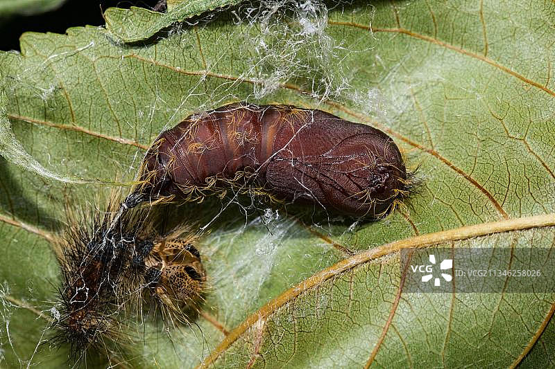 舞毒蛾若虫。图片素材