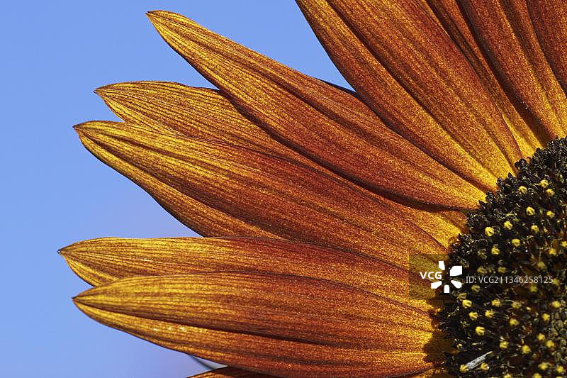 德国北莱茵-威斯特法伦州的向日葵图片素材