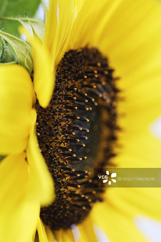 德国向日葵花图片素材