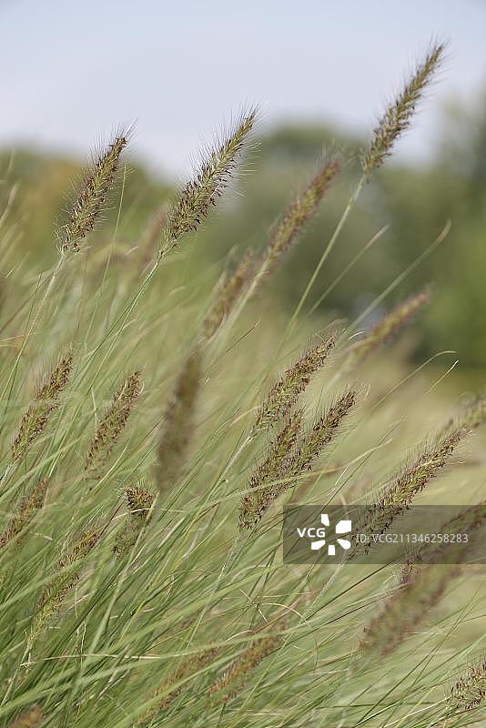 狼尾草，德国北莱茵-威斯特伐利亚图片素材