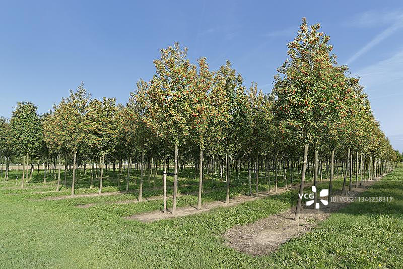 欧洲白梁树图片素材