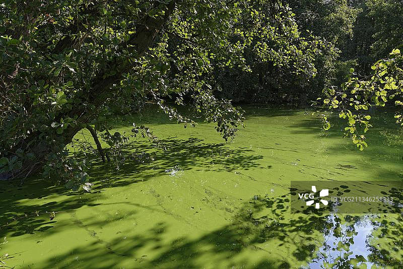 德国北莱茵-威斯特法伦州Schwalm-Nette自然公园池塘图片素材