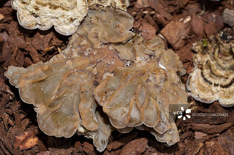 耳状胶质银耳（Auricularia mesenterica）图片素材
