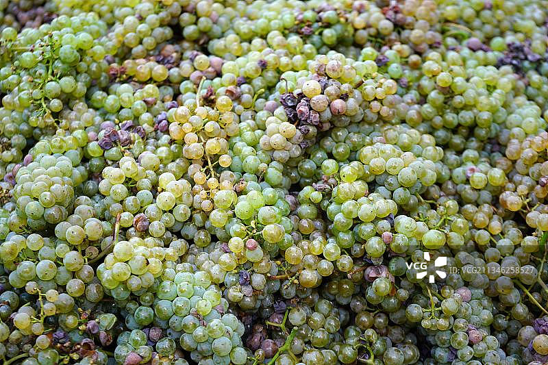 雷司令葡萄，德国摩泽尔河谷图片素材