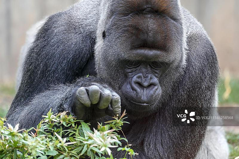 圈养的雄性银背西方低地大猩猩（Gorilla gorilla）图片素材