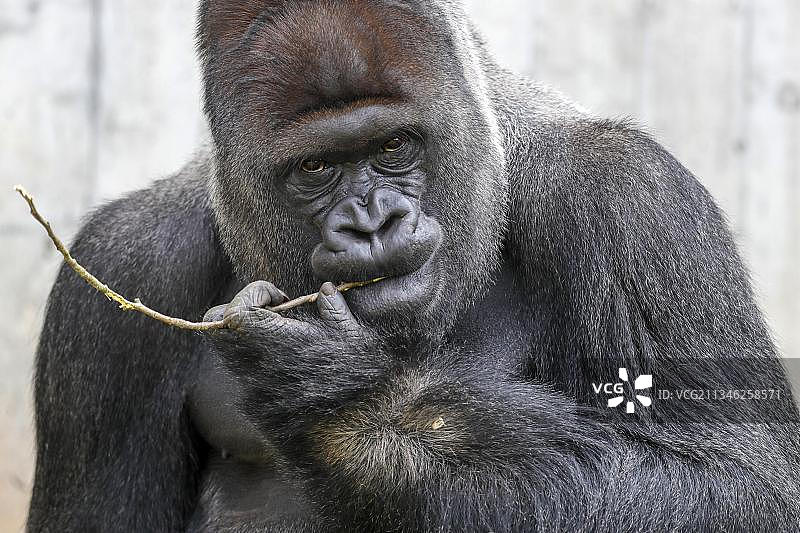 圈养的雄性银背西方低地大猩猩（Gorilla gorilla）图片素材