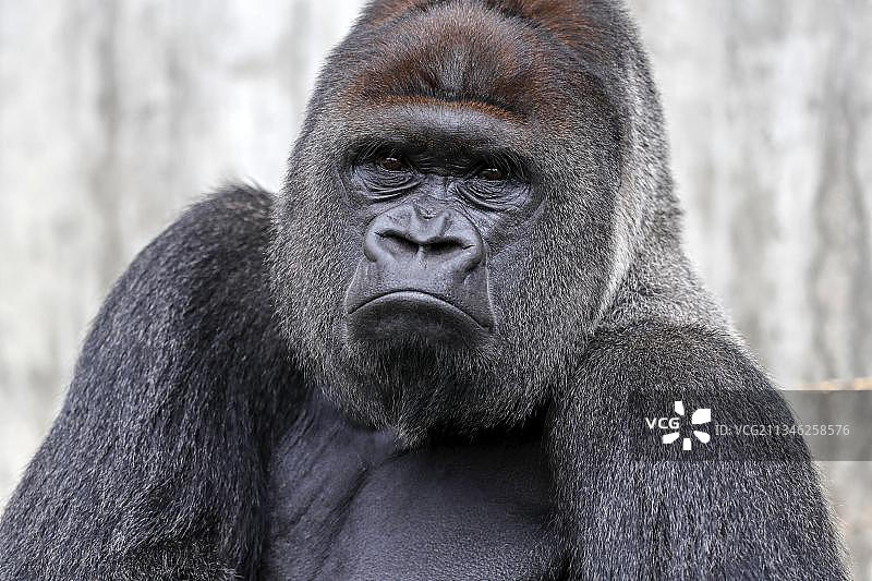 圈养的雄性银背西方低地大猩猩（Gorilla gorilla）图片素材