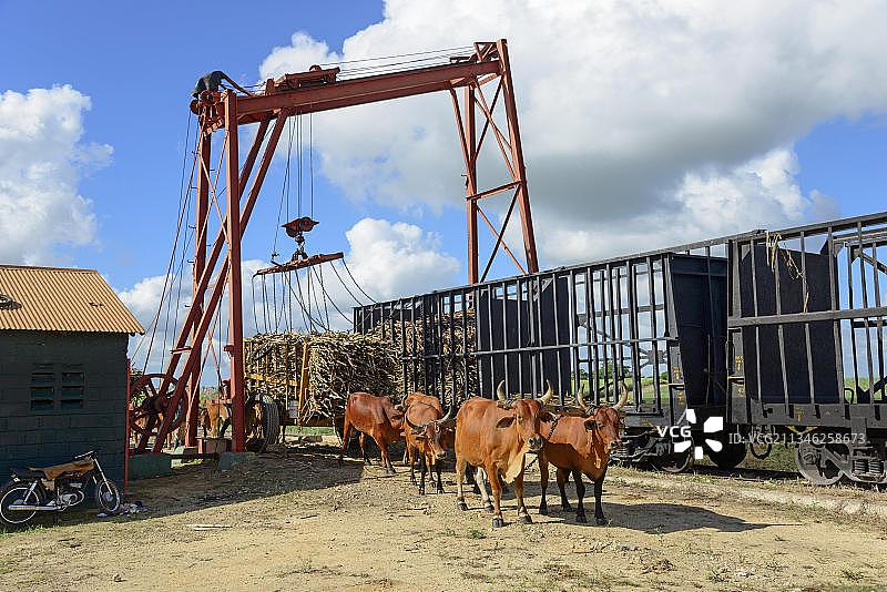 牛车、甘蔗，加勒比海，多米尼加共和国，中美洲图片素材