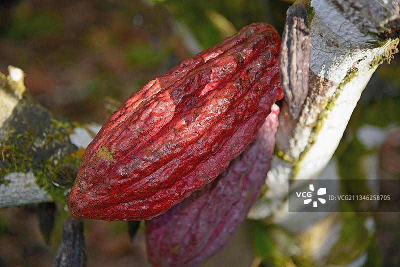 可可树，东科迪勒拉山脉，加勒比海，美洲，多米尼加共和国，中美洲图片素材
